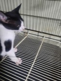 보호중 한국 고양이…